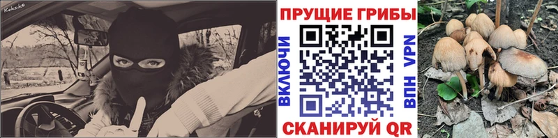 Псилоцибиновые грибы Psilocybe  закладки  Старая Русса 